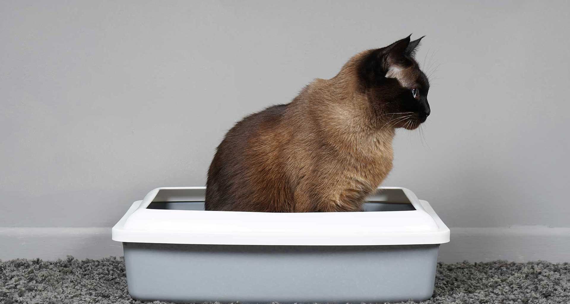 Your ultimate guide to the litter box