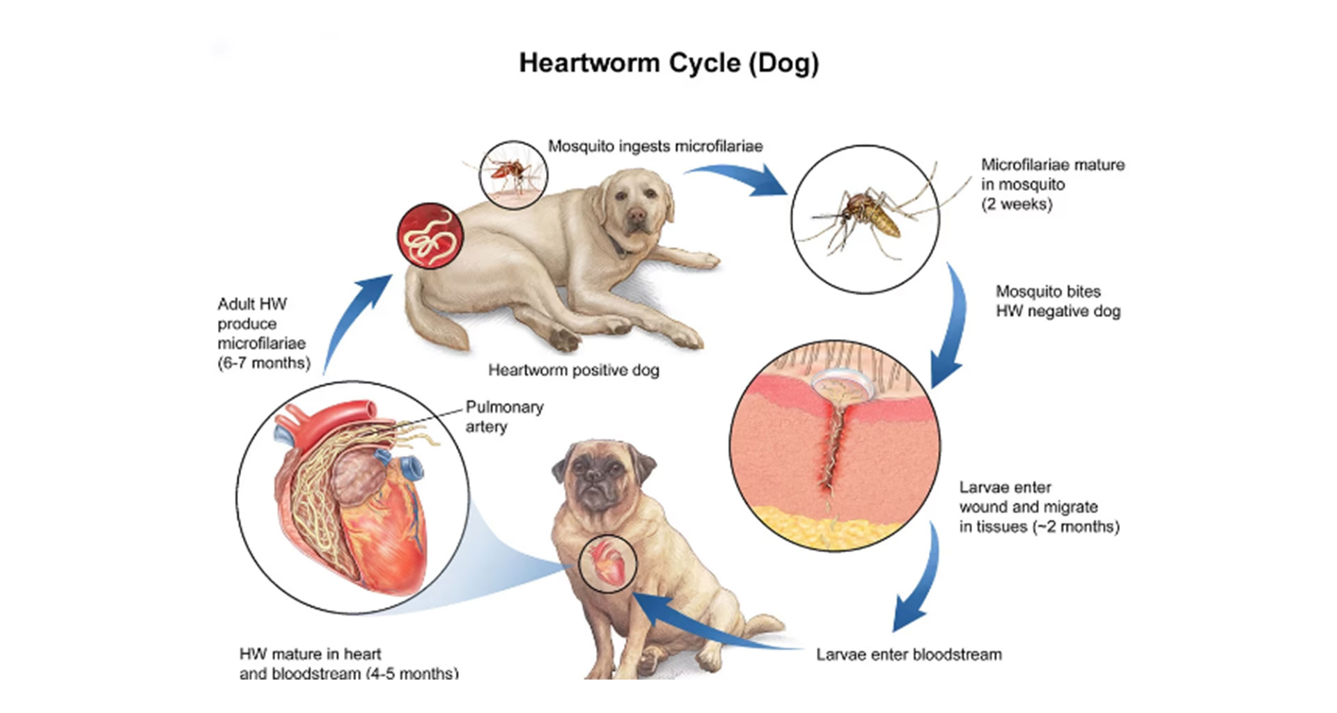 Heartworm disease detected in three local Nowra dogs